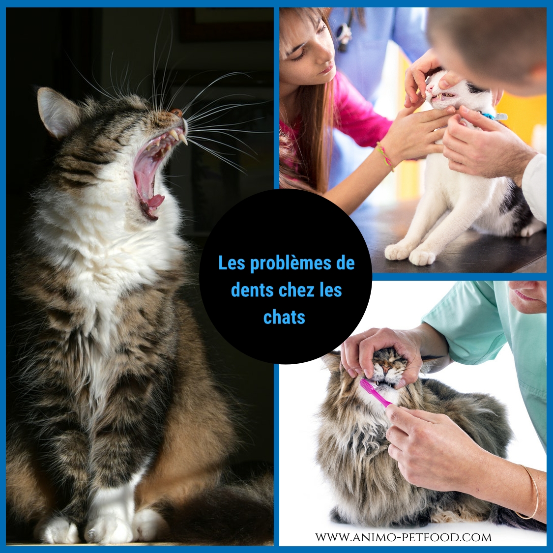 problèmes de dents chez les chats